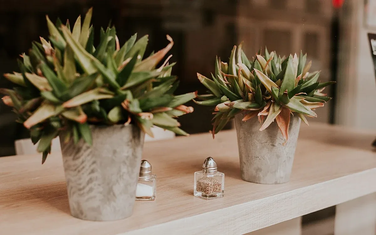 Two small leafy plants in pale pots sit on a light-colored surface