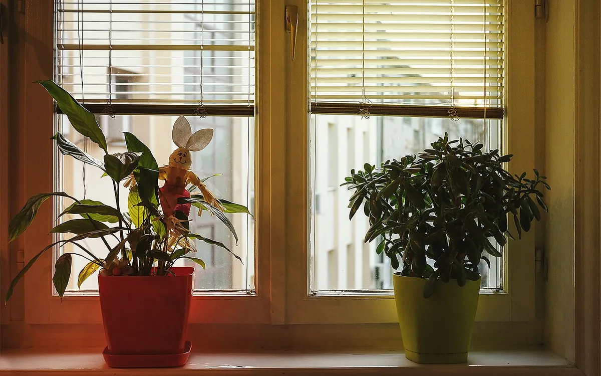 Two indoor plants in red and yellow-green pots sit on a window ledge beneath blinds