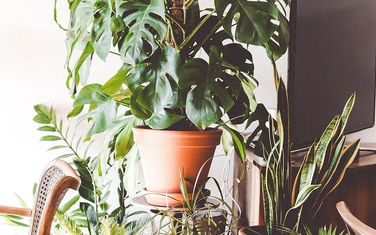 Several leafy houseplants in clay and pale pots are grouped beside a wooden chair against a light wall