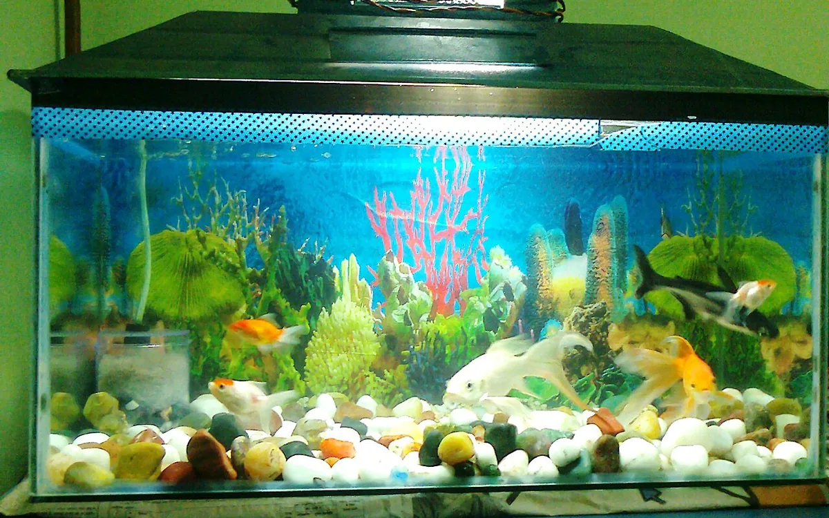 Covered glass aquarium with goldfish, decorative plants, a blue background, and multicolored pebbles