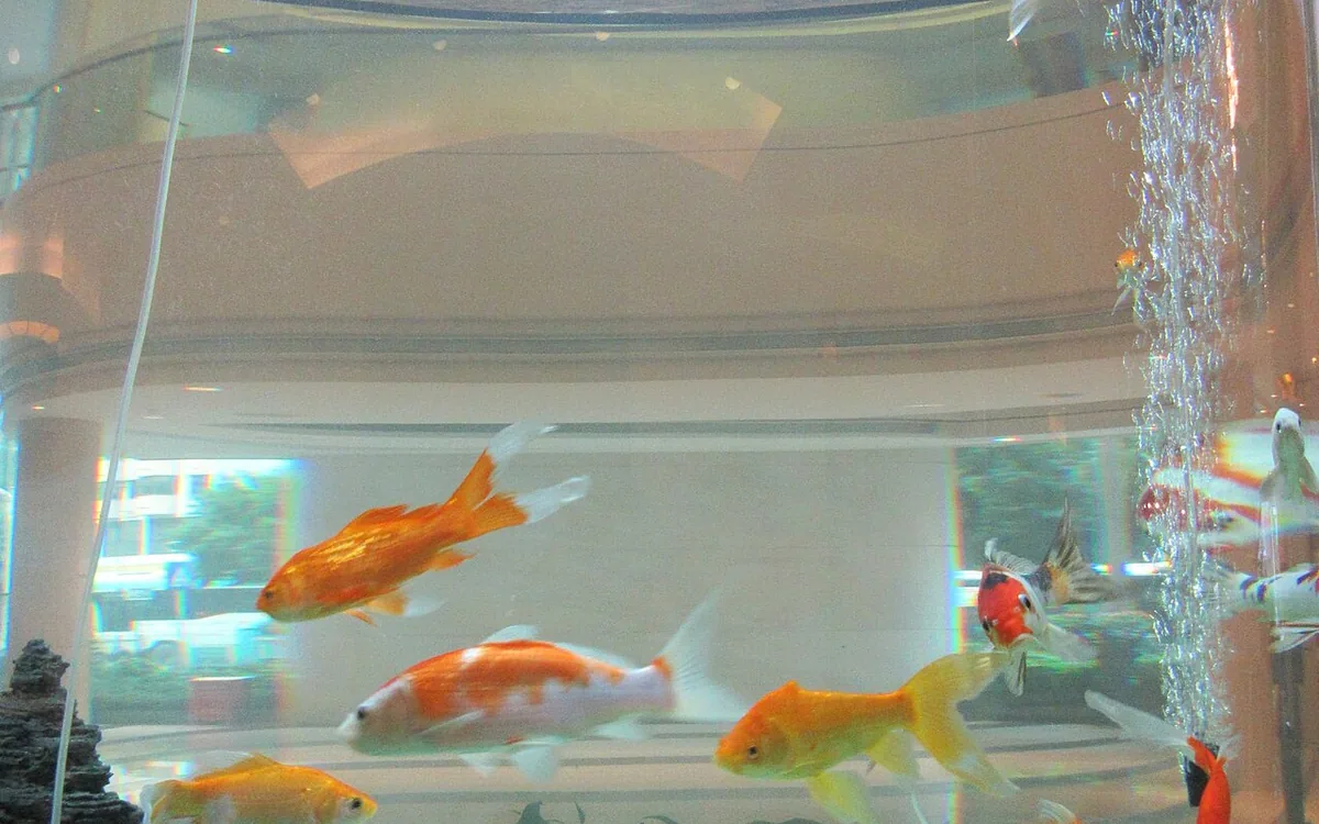 Small fish swim beside bubbles inside a glass aquarium