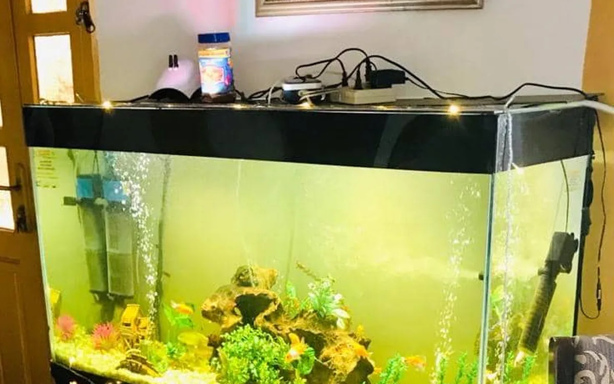 A planted glass aquarium on a stand inside a room